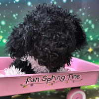 Elsie, Portuguese Water Dog