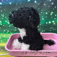Elsie, Portuguese Water Dog