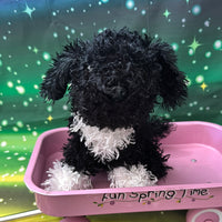 Elsie, Portuguese Water Dog
