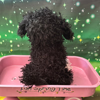 Elsie, Portuguese Water Dog