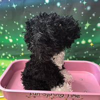 Elsie, Portuguese Water Dog