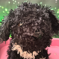 Elsie, Portuguese Water Dog